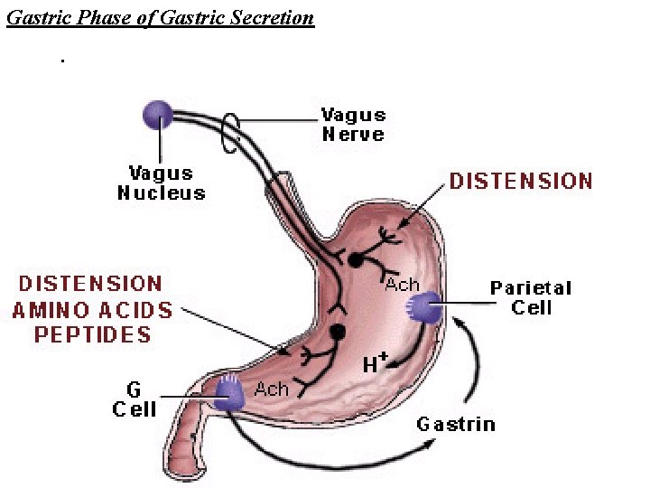 Gastric Phase of Gastric Secretion. 