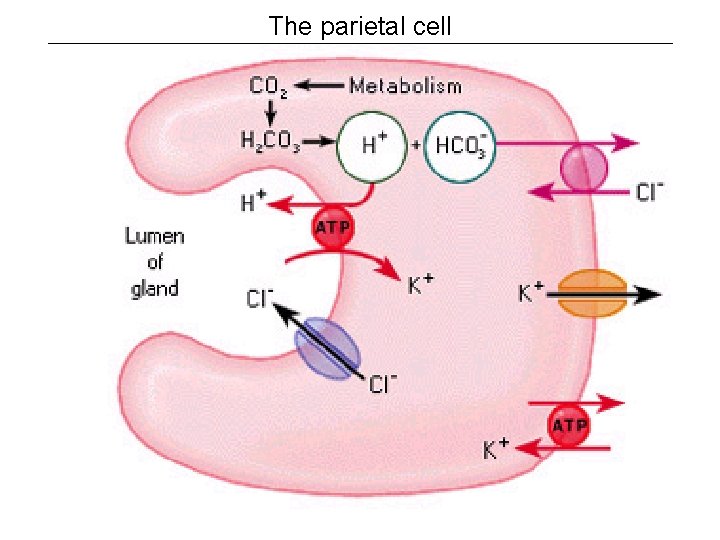 The parietal cell 