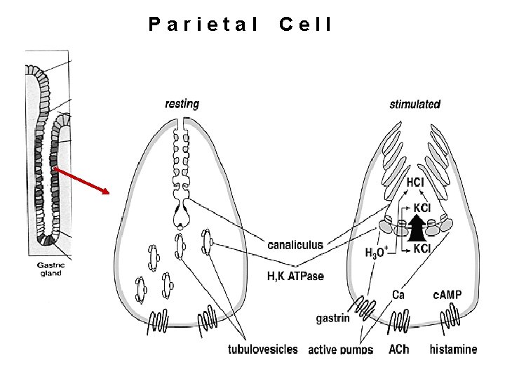 Parietal Cell 