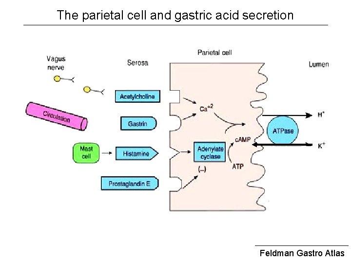 The parietal cell and gastric acid secretion Feldman Gastro Atlas 