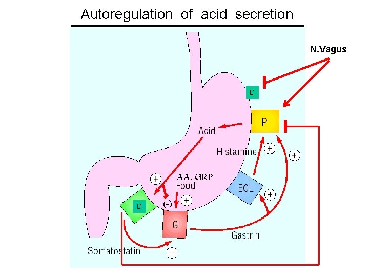 Autoregulation of acid secretion N. Vagus D AA, GRP D (-) 