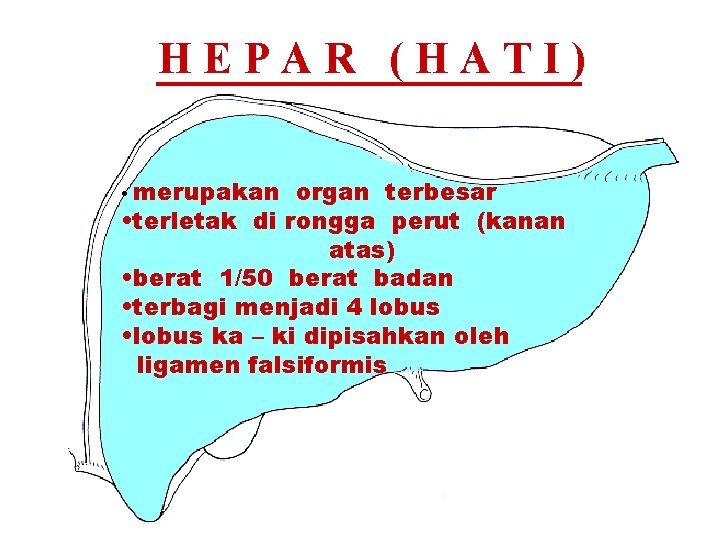 HEPAR (HATI) • merupakan organ terbesar • terletak di rongga perut (kanan atas) •