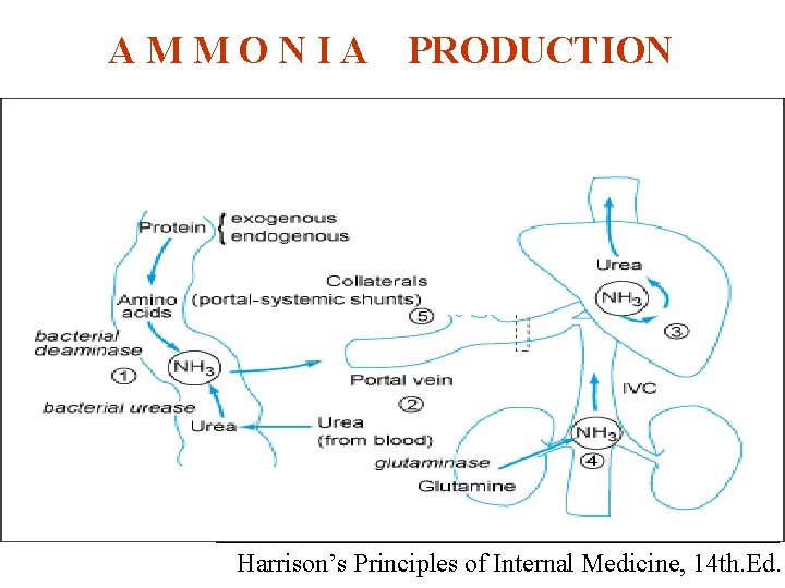 A M M O N I A PRODUCTION Harrison’s Principles of Internal Medicine, 14