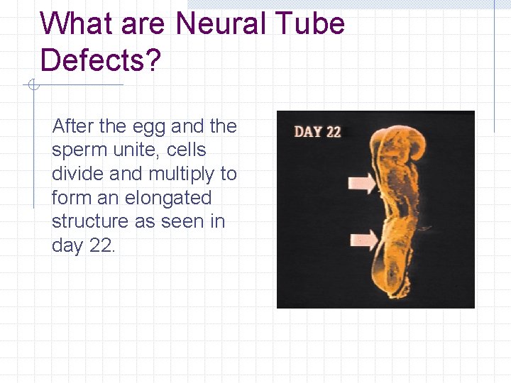 What are Neural Tube Defects? After the egg and the sperm unite, cells divide