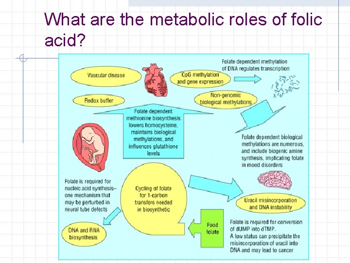 What are the metabolic roles of folic acid? 