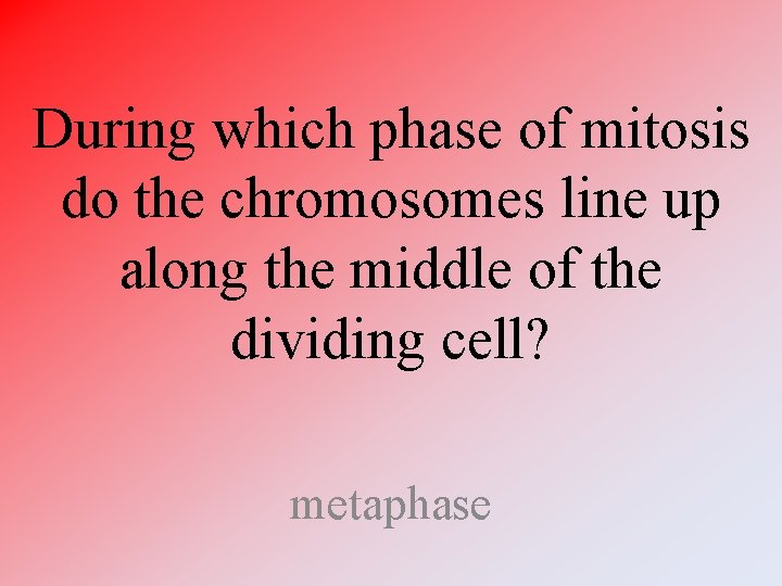 During which phase of mitosis do the chromosomes line up along the middle of