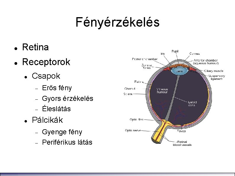 Fényérzékelés Retina Receptorok Csapok Erős fény Gyors érzékelés Éleslátás Pálcikák Gyenge fény Periférikus látás