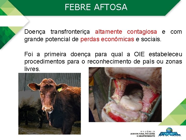 FEBRE AFTOSA Doença transfronteriça altamente contagiosa e com grande potencial de perdas econômicas e