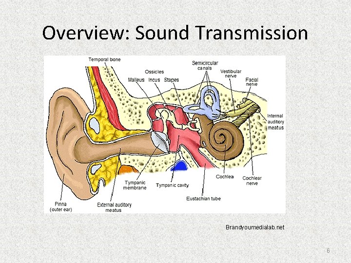 Overview: Sound Transmission Brandyoumedialab. net 6 