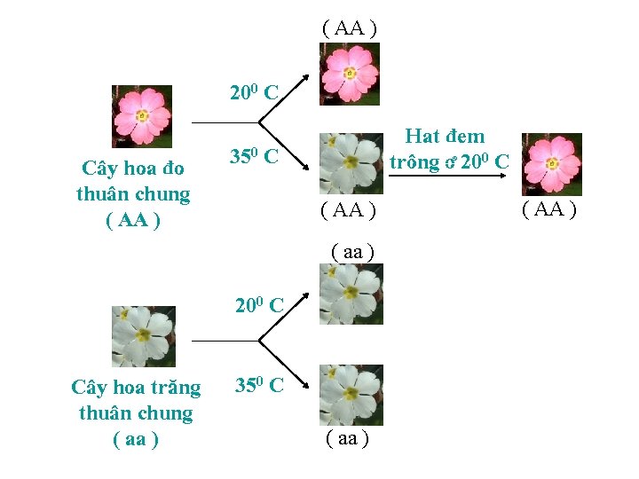 ( AA ) 200 C Cáy hoa âo thuán chung ( AA ) Hat