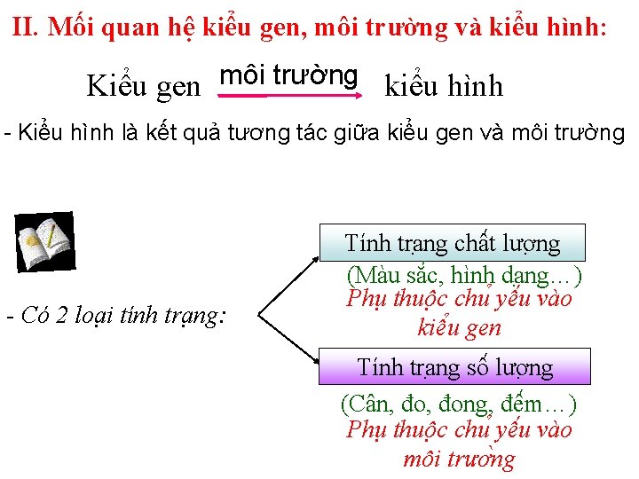 II. Mối quan hệ kiểu gen, môi trường và kiểu hình: Kiểu gen môi