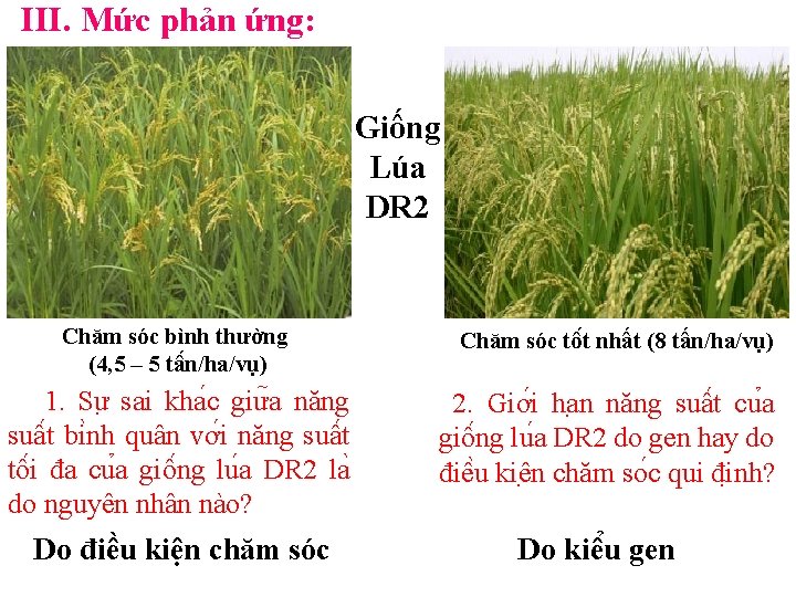 III. Mức phản ứng: Giống Lúa DR 2 Chăm sóc bình thường (4, 5