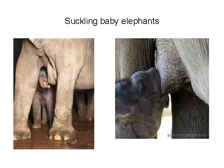 Suckling baby elephants 