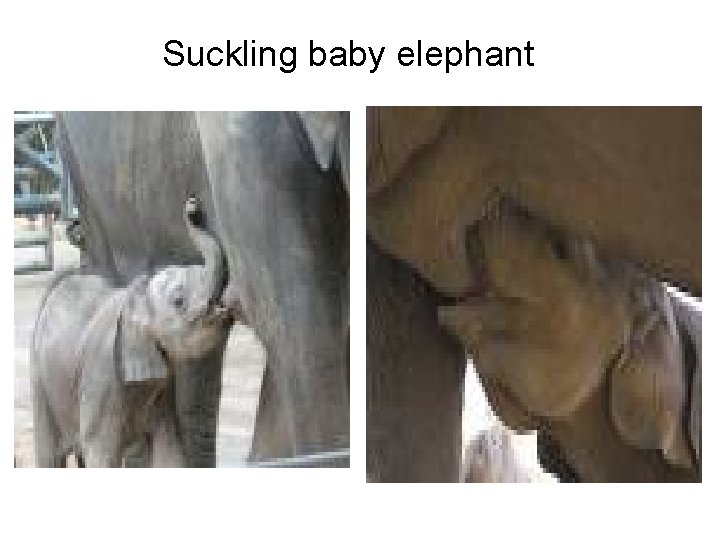 Suckling baby elephant 