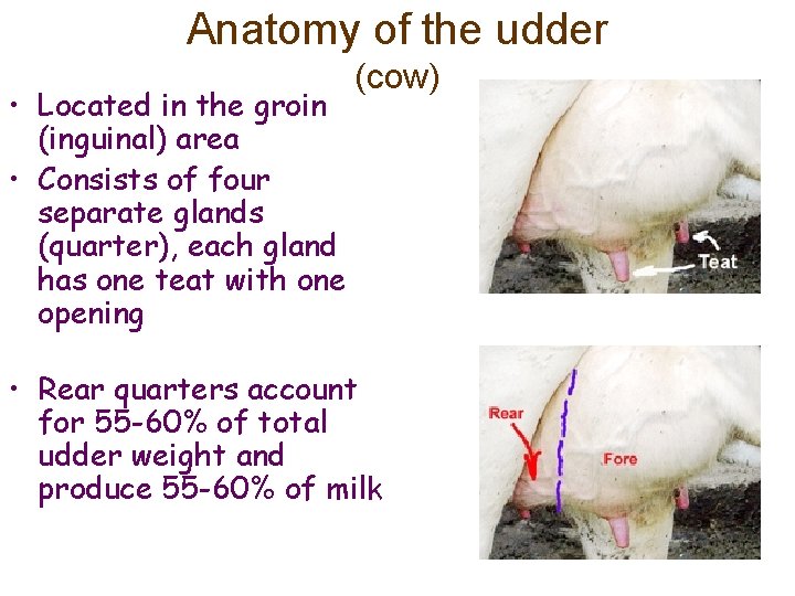 Anatomy of the udder • Located in the groin (inguinal) area • Consists of