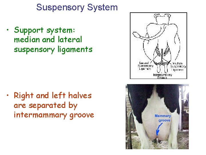 Suspensory System • Support system: median and lateral suspensory ligaments • Right and left