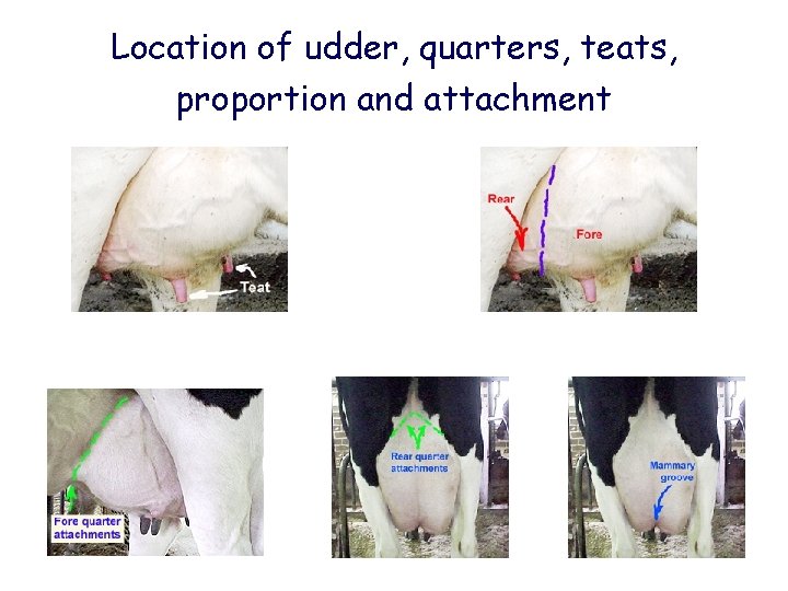 Location of udder, quarters, teats, proportion and attachment 