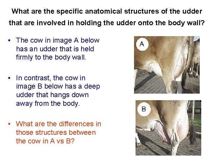 What are the specific anatomical structures of the udder that are involved in holding