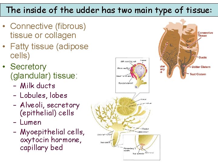 The inside of the udder has two main type of tissue: • Connective (fibrous)