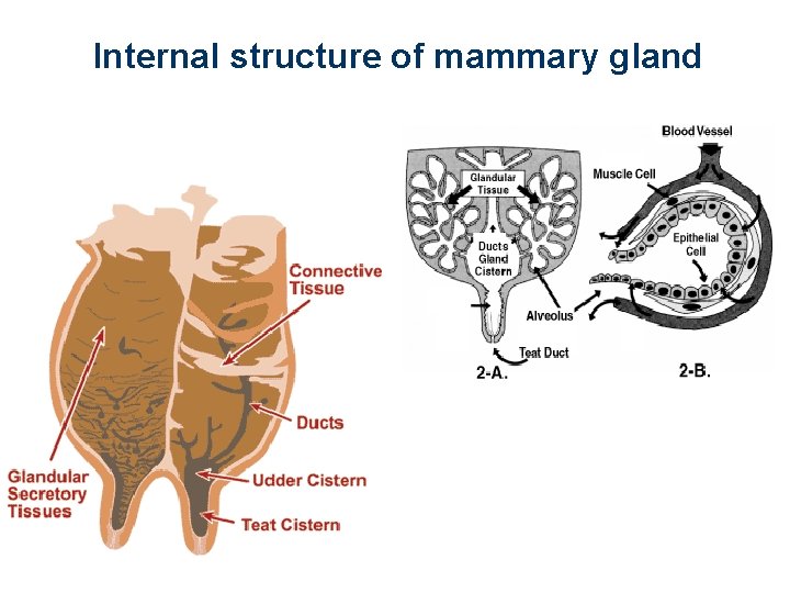 Internal structure of mammary gland 