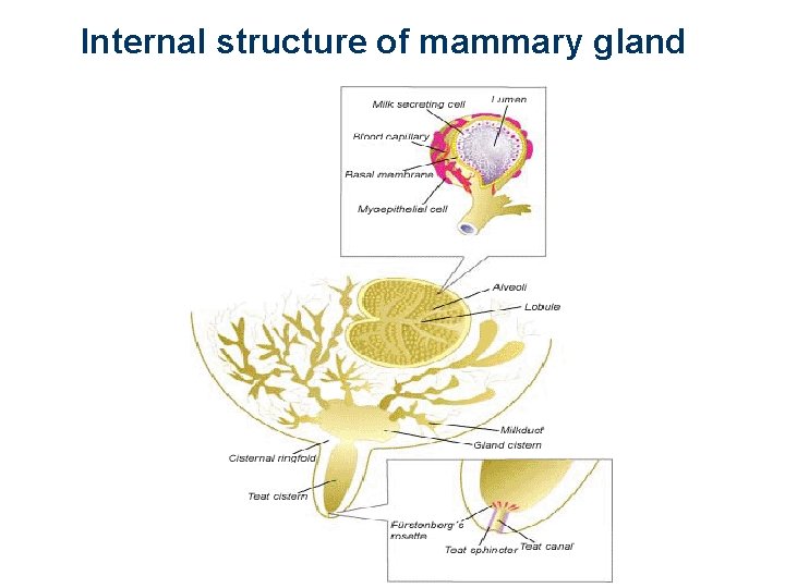 Internal structure of mammary gland 