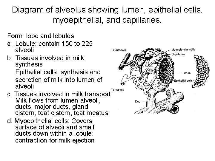 Diagram of alveolus showing lumen, epithelial cells. myoepithelial, and capillaries. Form lobe and lobules