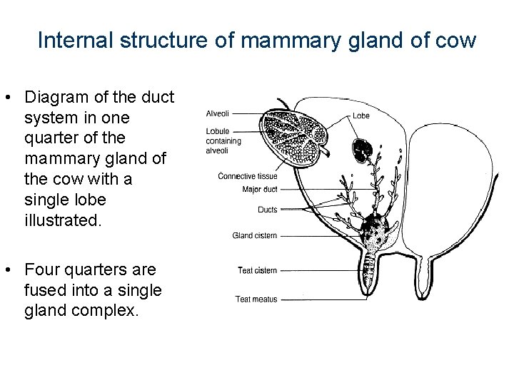 Internal structure of mammary gland of cow • Diagram of the duct system in