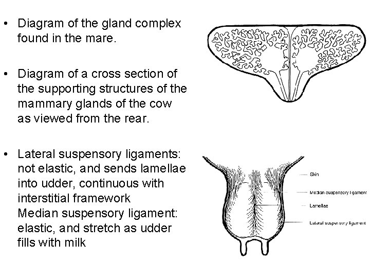  • Diagram of the gland complex found in the mare. • Diagram of