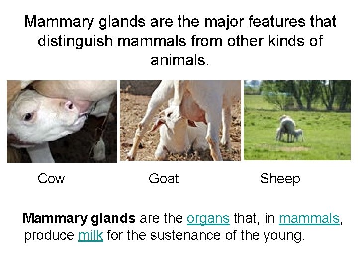 Mammary glands are the major features that distinguish mammals from other kinds of animals.