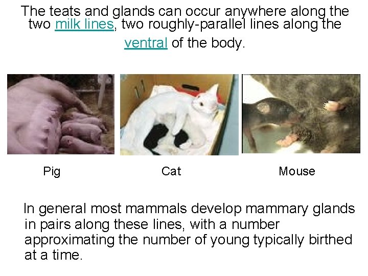 The teats and glands can occur anywhere along the two milk lines, two roughly-parallel