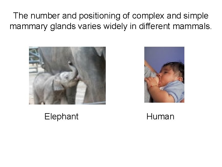 The number and positioning of complex and simple mammary glands varies widely in different