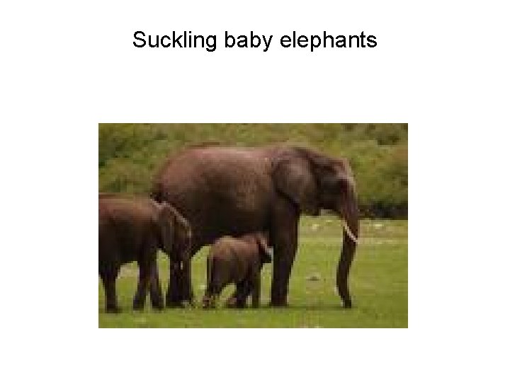 Suckling baby elephants 