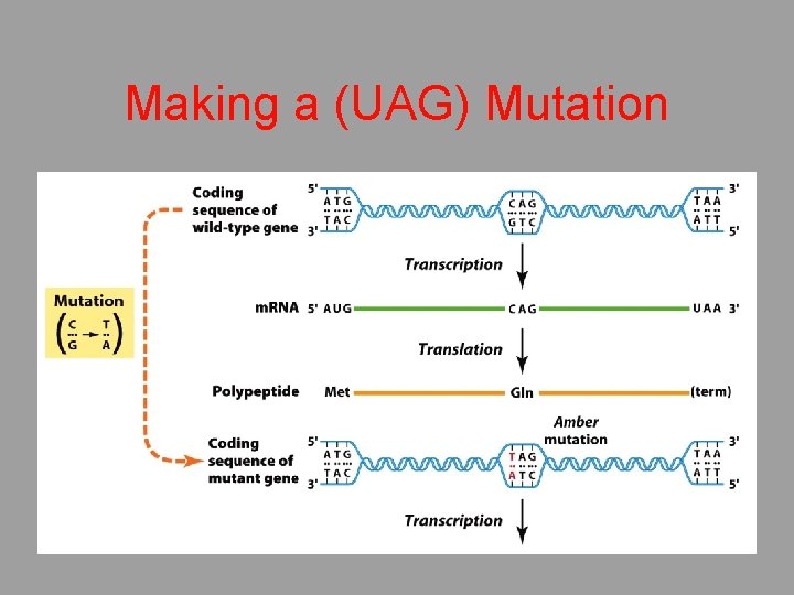 Making a (UAG) Mutation 