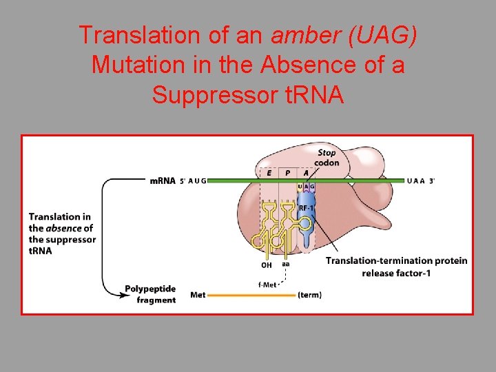 Translation of an amber (UAG) Mutation in the Absence of a Suppressor t. RNA