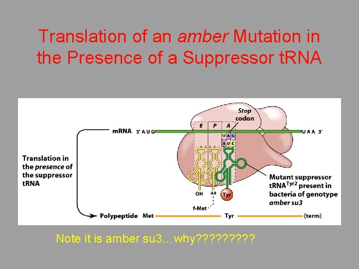 Translation of an amber Mutation in the Presence of a Suppressor t. RNA Note