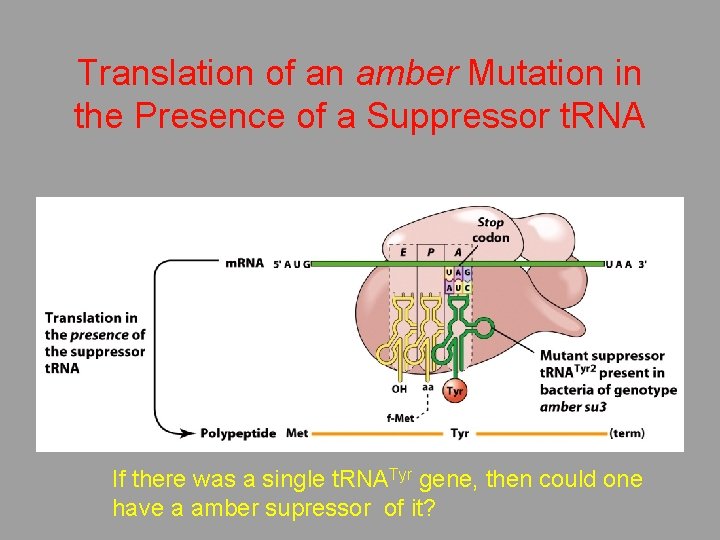 Translation of an amber Mutation in the Presence of a Suppressor t. RNA If