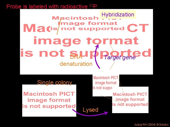 Probe is labeled with radioactive 32 P Hybridization DNA denaturation Target gene Single colony