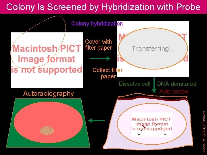 Colony Is Screened by Hybridization with Probe Colony hybridization Transferring … Collect filter paper