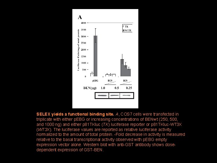 SELEX yields a functional binding site. A, COS 7 cells were transfected in triplicate
