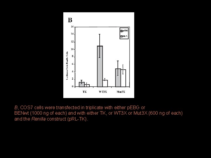 B, COS 7 cells were transfected in triplicate with either p. EBG or BENwt