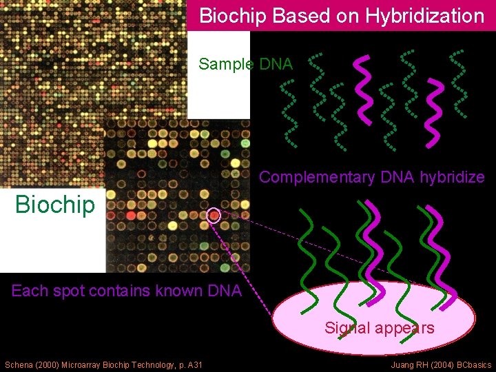 Biochip Based on Hybridization Sample DNA Complementary DNA hybridize Biochip Each spot contains known