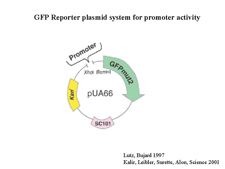GFP Reporter plasmid system for promoter activity Lutz, Bujard 1997 Kalir, Leibler, Surette, Alon,