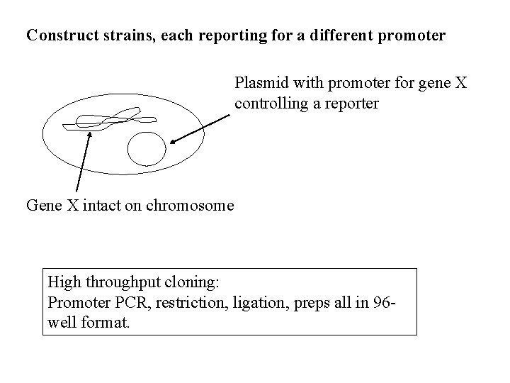 Construct strains, each reporting for a different promoter Plasmid with promoter for gene X
