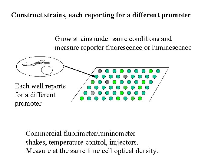 Construct strains, each reporting for a different promoter Grow strains under same conditions and