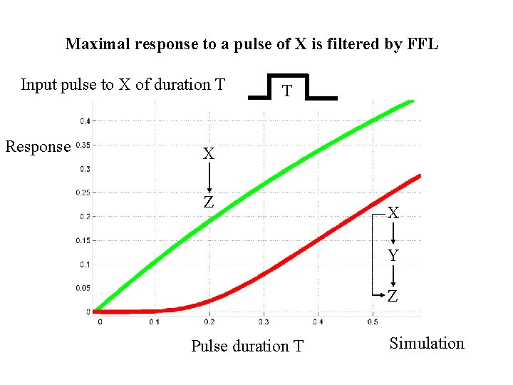 Maximal response to a pulse of X is filtered by FFL Input pulse to