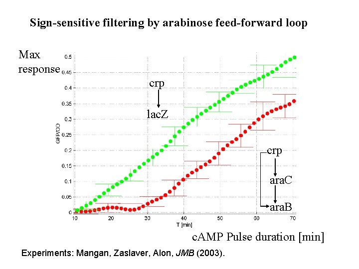 Sign-sensitive filtering by arabinose feed-forward loop Max response crp lac. Z crp ara. C
