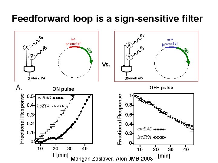 Feedforward loop is a sign-sensitive filter Vs. =lac. ZYA =ara. BAD OFF pulse Mangan