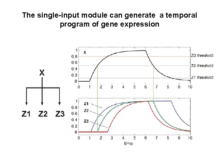 The single-input module can generate a temporal program of gene expression 