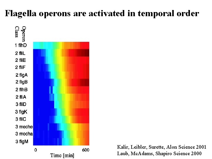 Flagella operons are activated in temporal order Kalir, Leibler, Surette, Alon Science 2001 Laub,