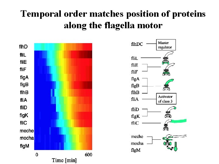 Temporal order matches position of proteins along the flagella motor 